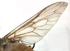 Tabanus importunus