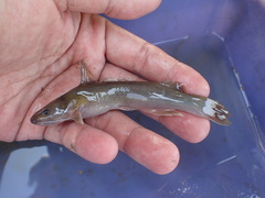 Tachysurus brevianalis