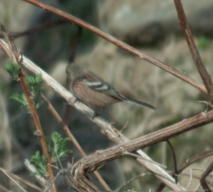 Carpodacus sibiricus