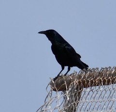 Corvus imparatus