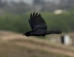 Corvus imparatus