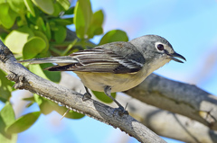 Plumbeous Vireo photo 1