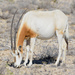 Scimitar-horned Oryx - Photo (c) Ad Konings, some rights reserved (CC BY-NC), uploaded by Ad Konings