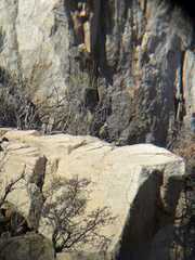 Pteroptochos megapodius