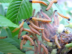 Archips rileyana