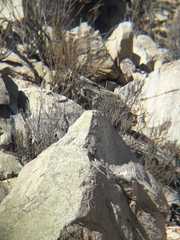 Pteroptochos megapodius