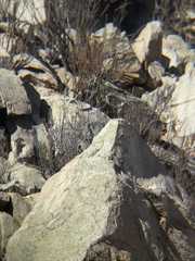 Pteroptochos megapodius