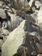 Pteroptochos megapodius