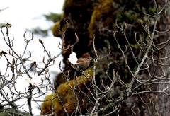 Grammatoptila striata