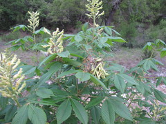 Aesculus pavia flavescens