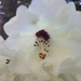 Rhododendron grande - Photo (c) Jon Sullivan,  זכויות יוצרים חלקיות (CC BY), הועלה על ידי Jon Sullivan