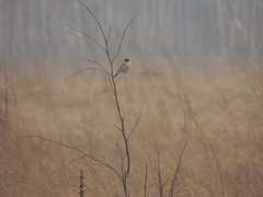 Emberiza yessoensis
