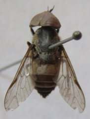 Leucotabanus exaestuans