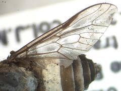 Leucotabanus exaestuans