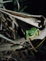 Gastrotheca