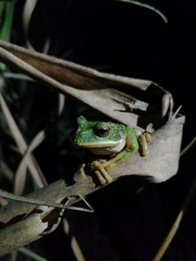 Gastrotheca