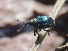 Ceutorhynchus erysimi