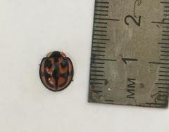 Aiolocaria hexaspilota