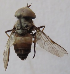 Leucotabanus exaestuans