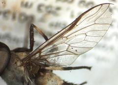 Leucotabanus exaestuans