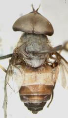 Leucotabanus exaestuans