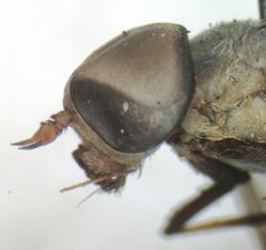 Leucotabanus exaestuans