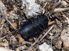 Microschatia sulcipennis