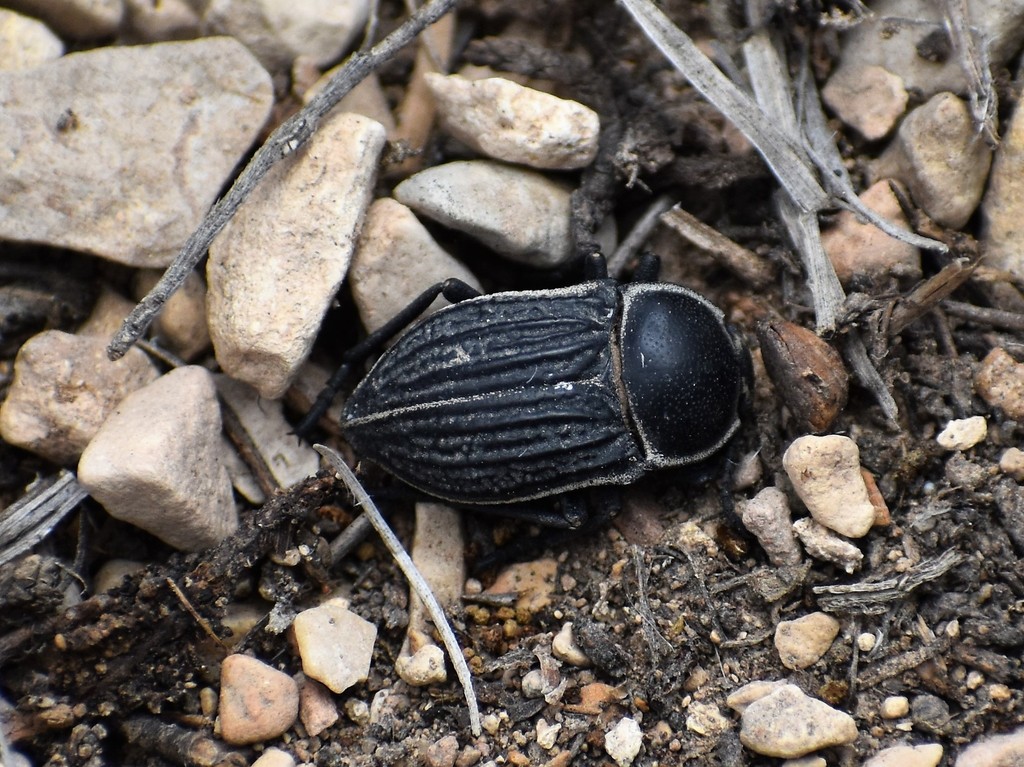 Microschatia sulcipennis