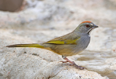 Green-Tailed Towhee photo 2