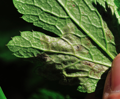 Phytomyza saniculae