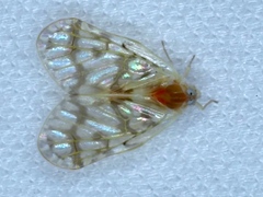 Saccharodite chrysonoe