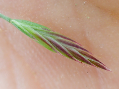 Festuca roemeri