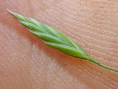 Festuca roemeri