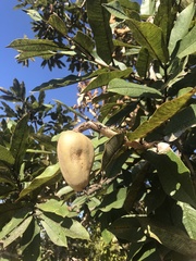 Qualea