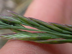 Festuca roemeri