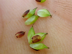 Carex serratodens