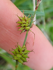 Carex serratodens