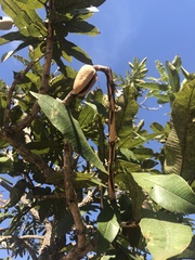 Qualea