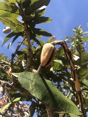 Qualea