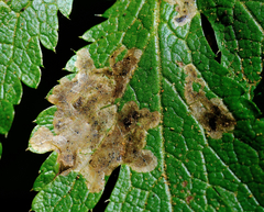 Phytomyza saniculae