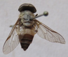 Leucotabanus exaestuans