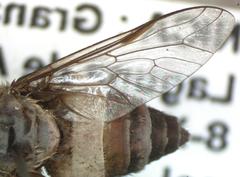 Leucotabanus exaestuans