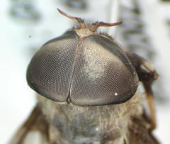 Leucotabanus exaestuans