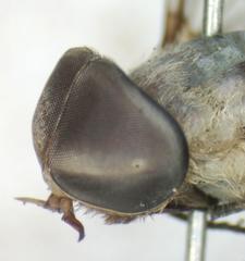 Leucotabanus exaestuans