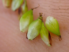 Carex serratodens
