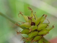 Carex serratodens