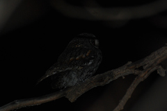 Psiloscops flammeolus