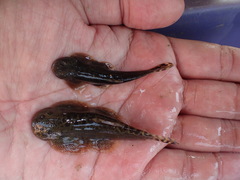 Hemimyzon formosanus