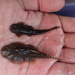 Formosan River Loach - Photo (c) jenny20030123, some rights reserved (CC BY-NC)