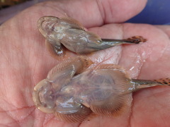 Hemimyzon formosanus